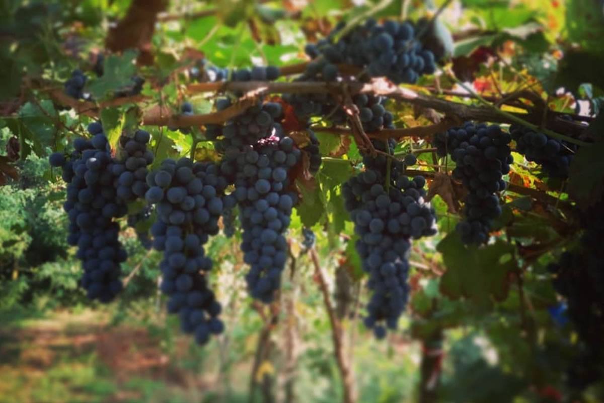 Grappoli di uva nera matura pendono da una vigna. Foglie verdi e rami. Azienda agricola Aurora Andronio.