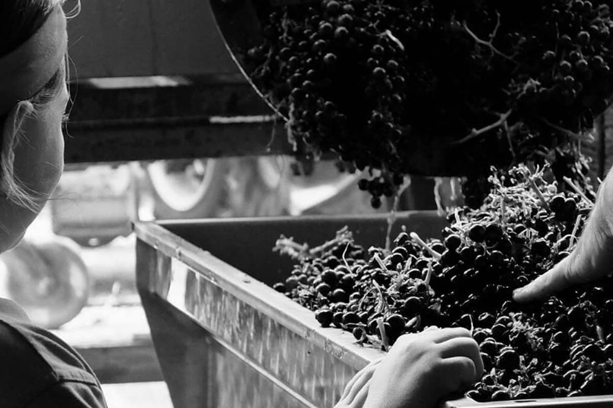 Vendemmia: grappoli d'uva nera versati in vasca, mani che toccano gli acini. Donna di spalle osserva. Agricoltura, vino, vigneto.