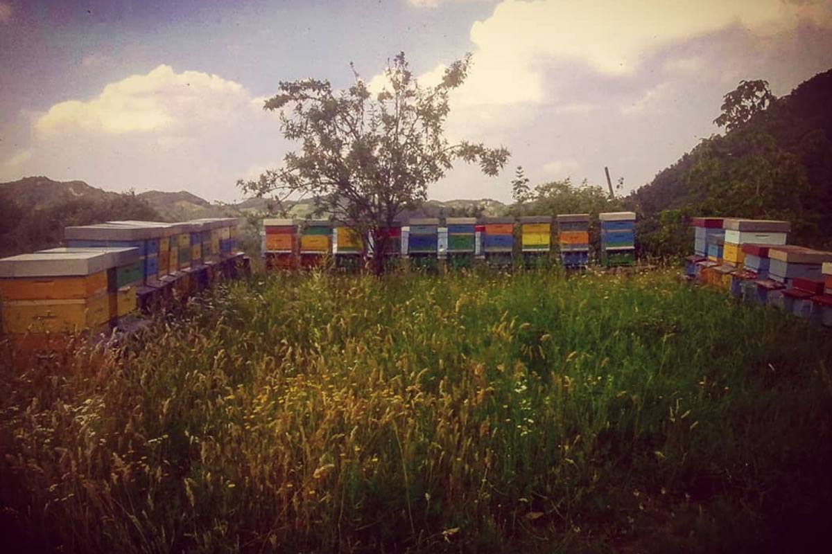 Apiario con arnie colorate in un prato fiorito. Sullo sfondo colline e cielo nuvoloso. Azienda agricola. Apicoltura.