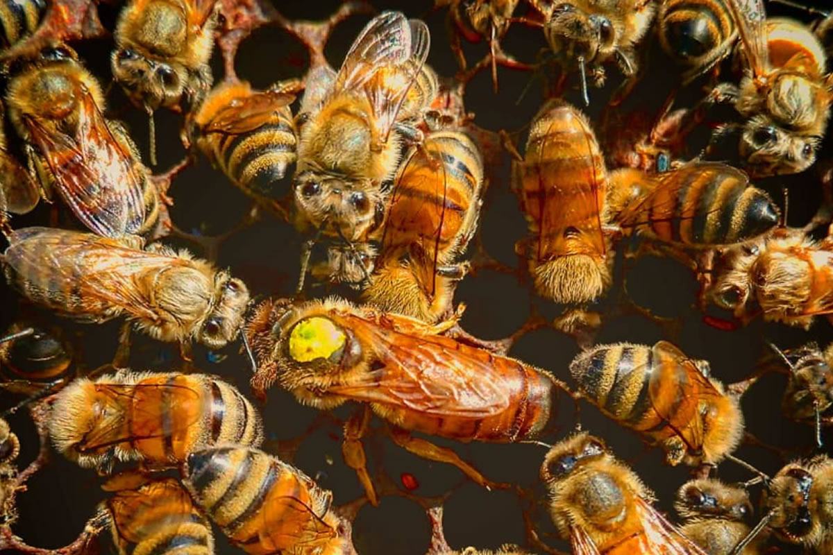 Api su favo, con ape regina marcata. Ape regina gialla, alveare, apicoltura, miele, insetti impollinatori, azienda agricola.