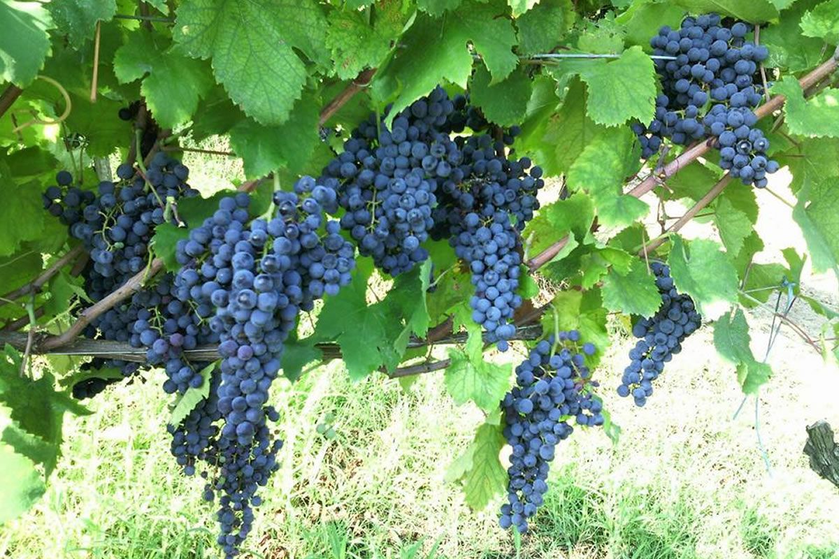Grappoli di uva nera matura su vite, foglie verdi. Azienda agricola Gruppo Vignaioli, vendemmia, vigneto.