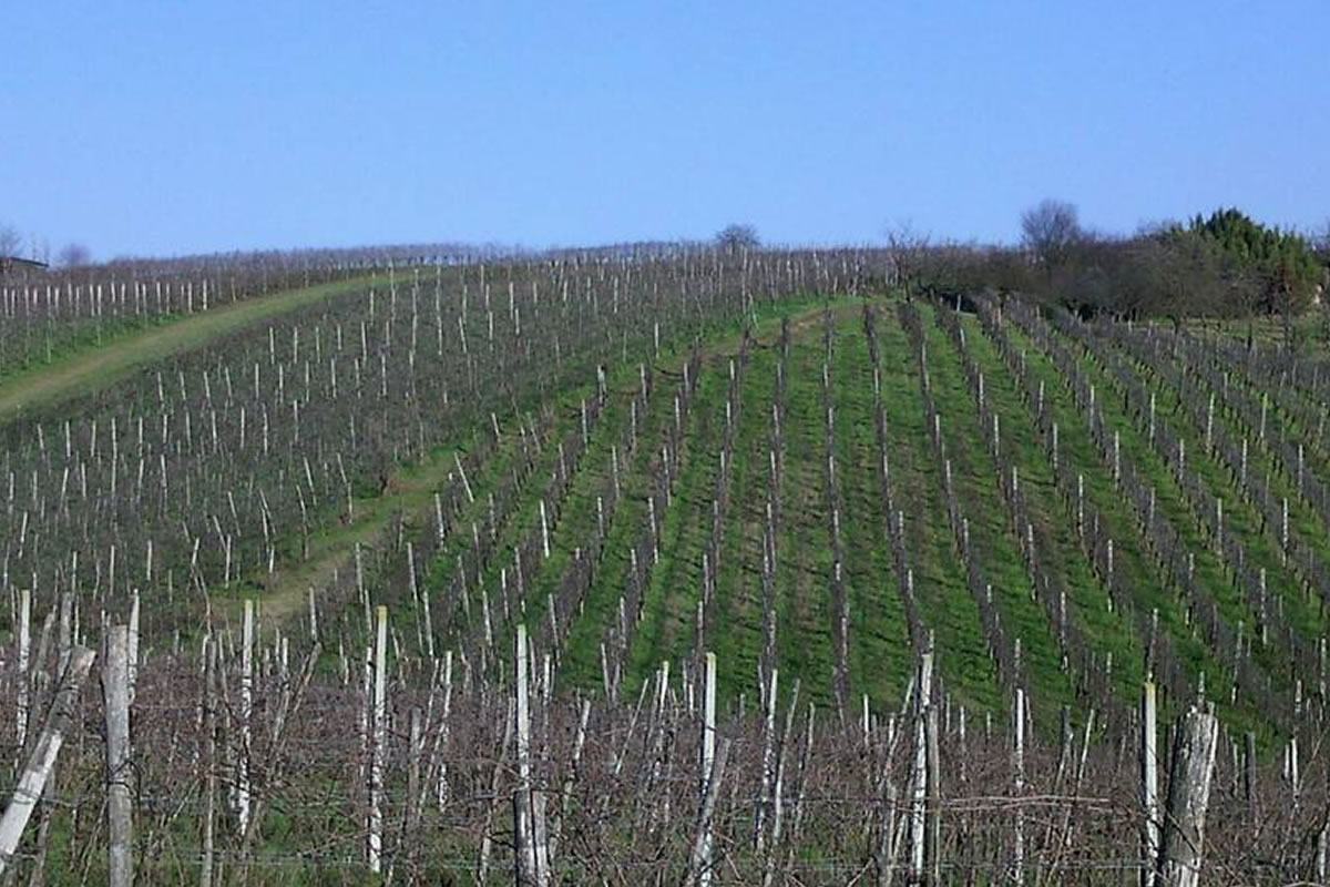 Vigneto collinare con filari di viti spoglie. Terreno verde e cielo azzurro. Paesaggio agricolo, azienda vitivinicola.