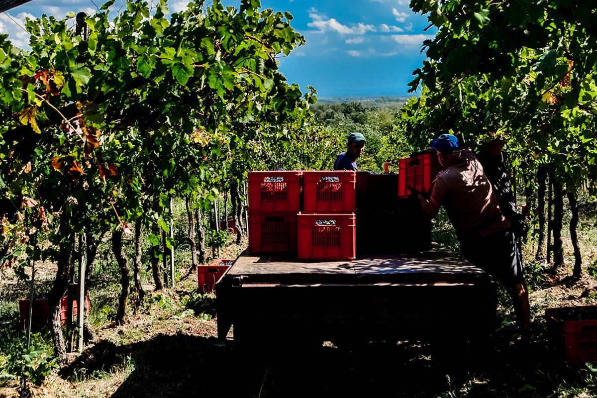 Vendemmia in vigna: lavoratori caricano cassette rosse di uva su un camion. Filari di viti, cielo azzurro. Azienda agricola Guglielmini.