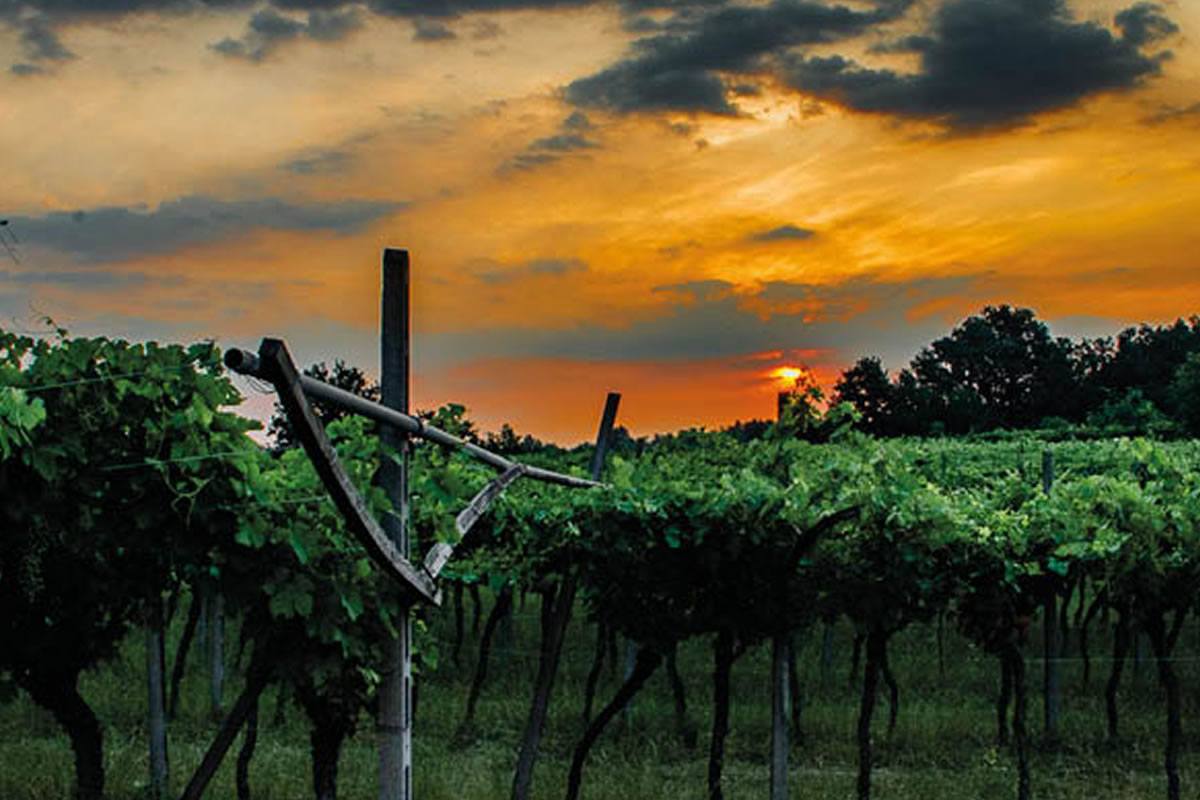 Vigneto al tramonto con filari di viti, cielo arancione e nuvole. Azienda agricola Guglielmini, produzione di vino.
