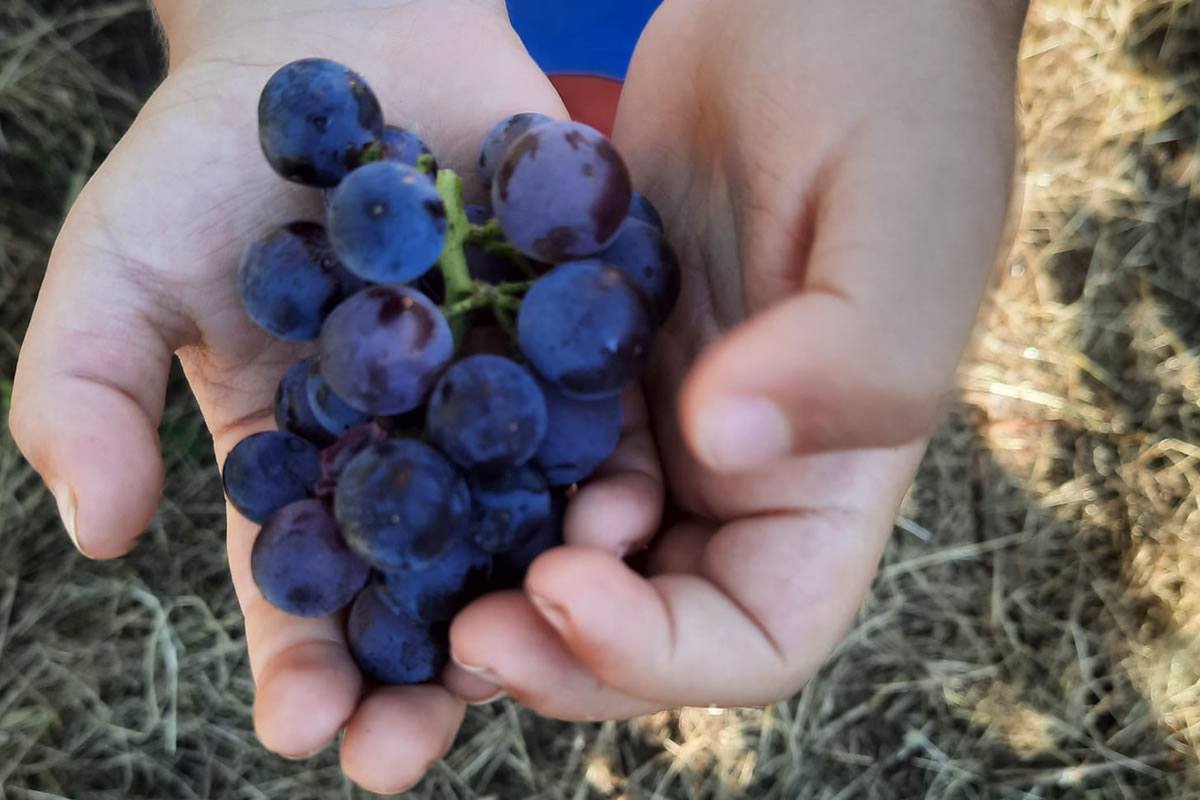 Uva nera in mano. Grappolo di uva blu scuro tenuto tra le mani di un bambino. Azienda agricola Guglielmini, vendemmia.