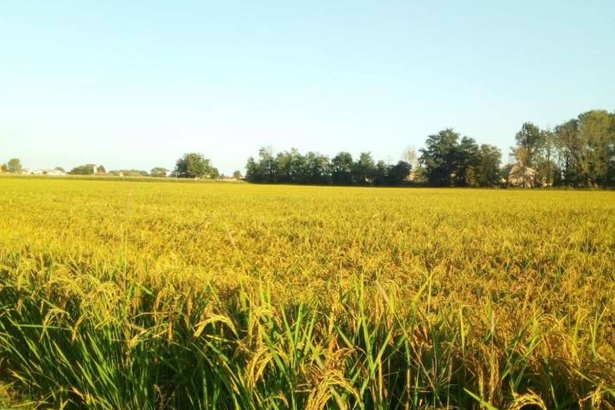 Campo di riso dorato in una giornata di sole. Paesaggio agricolo con piante di riso mature e cielo azzurro. Azienda agricola Guglielmini.