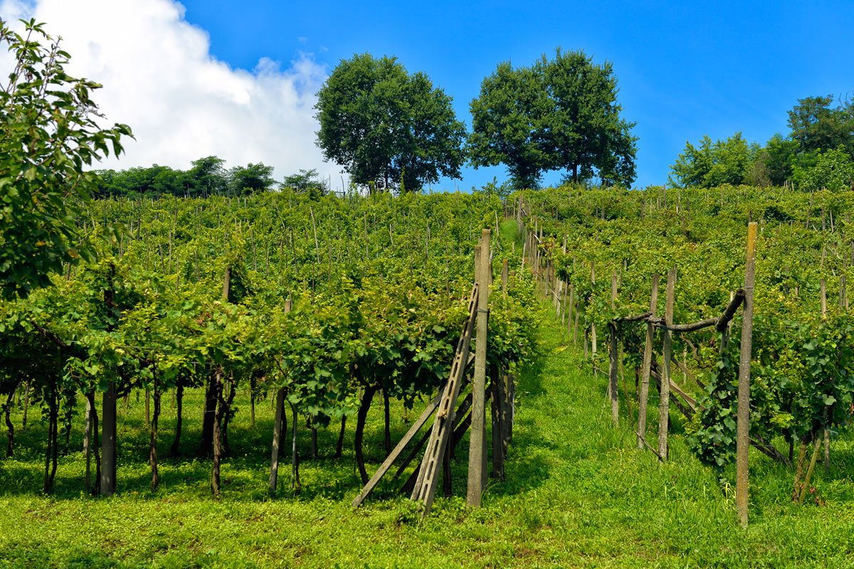 Vigneto con filari di viti rigogliose su un pendio erboso. Cielo blu con nuvole. Alberi sullo sfondo.