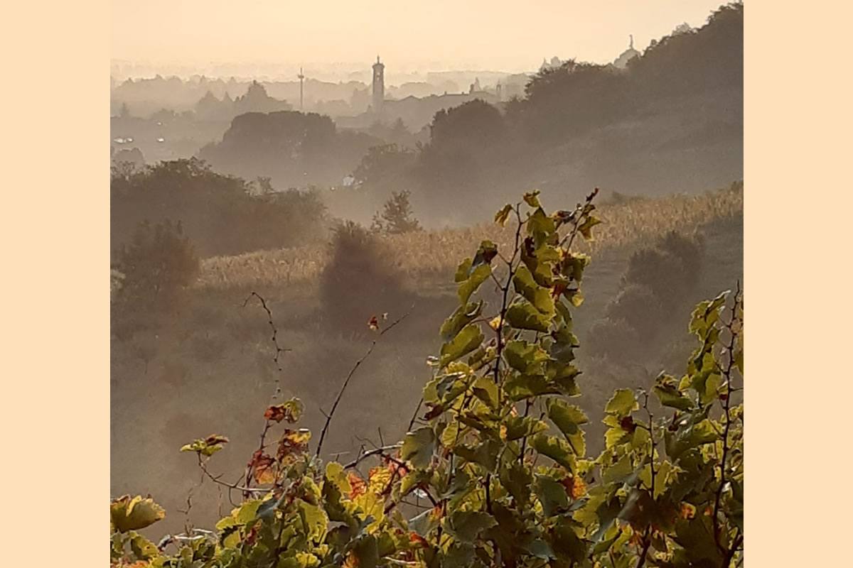 Paesaggio collinare con vigneti e nebbia. In lontananza, un borgo con campanile. Foglie in primo piano. Casa Valdemagna.