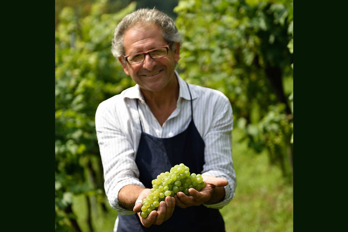 Uomo con occhiali e grembiule tiene grappoli d'uva bianca. Sfondo verde con vigneto. Casa Valdemagna, vino.