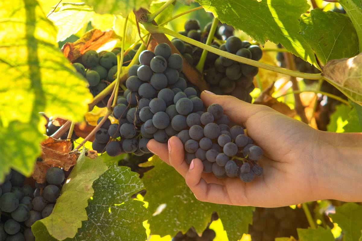 Mano che tiene grappolo di uva nera matura, tra foglie verdi e gialle. Vigneto, vendemmia, Poderi San Pietro.