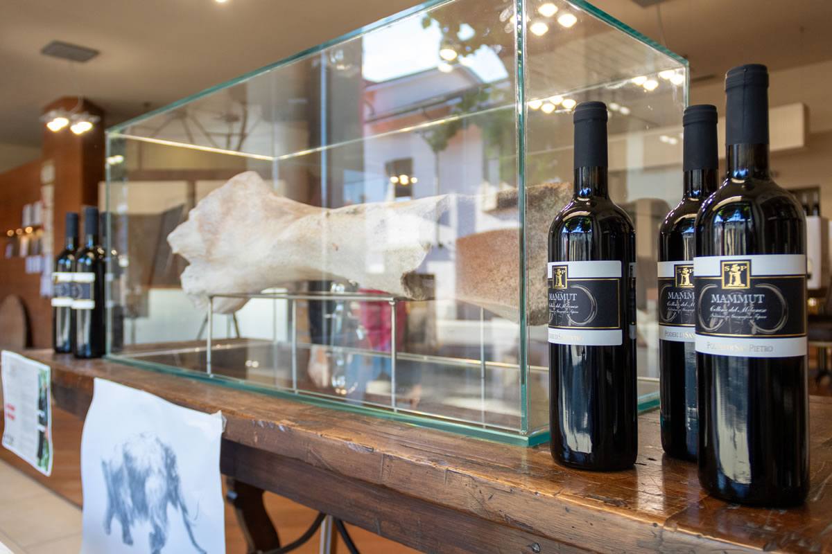 Bottiglie di vino Mammut su tavolo di legno, accanto a un osso di mammut in teca di vetro.