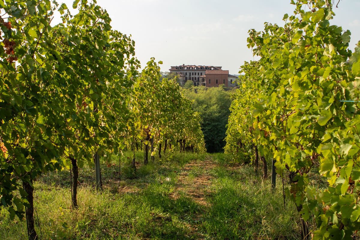 Vigneto con filari di viti verdi. In lontananza, edificio in pietra.  Paesaggio rurale, Poderi San Pietro, viticoltura.