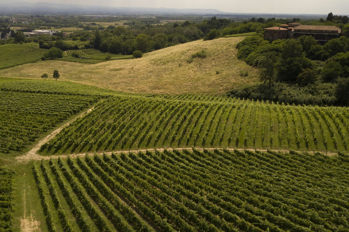 Vigneti collinari di Poderi San Pietro, filari di viti verdeggianti. Paesaggio rurale con azienda agricola e cielo sereno.
