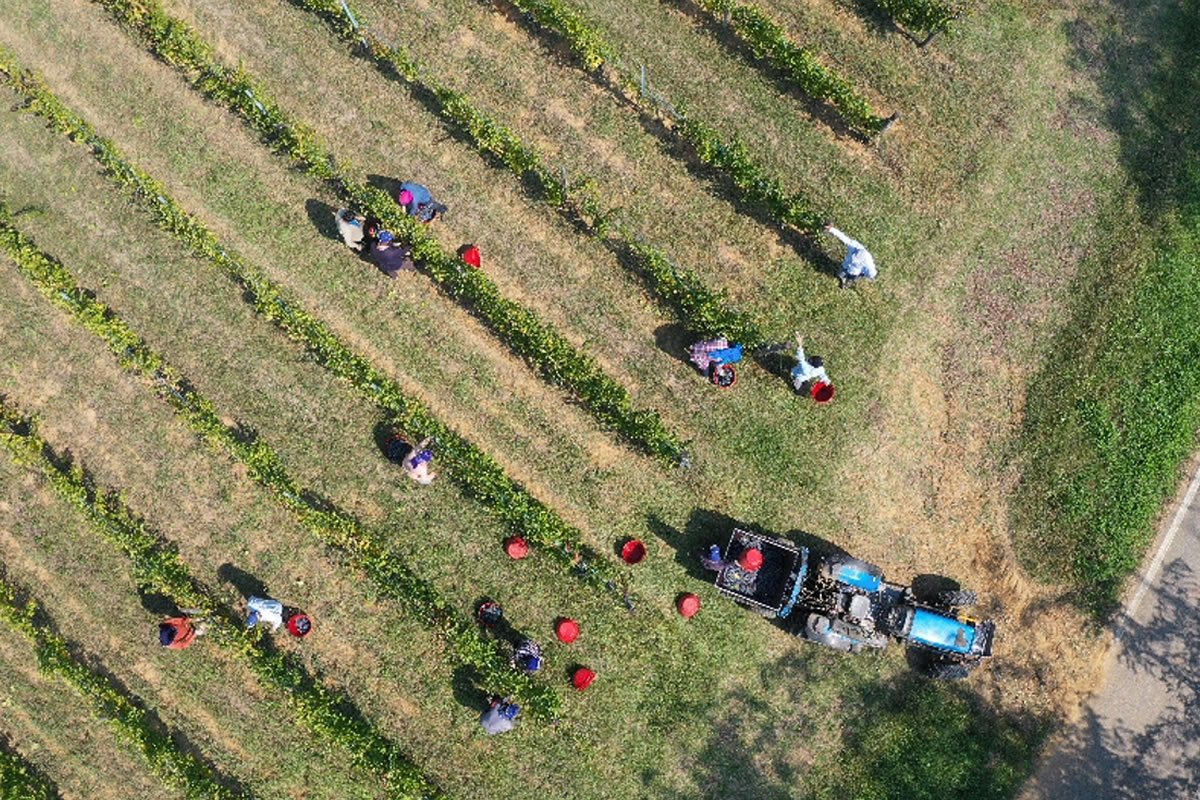 Vendemmia aerea in vigneto Poderi San Pietro. Lavoratori raccolgono uva, trattore blu. Cestini rossi tra i filari.