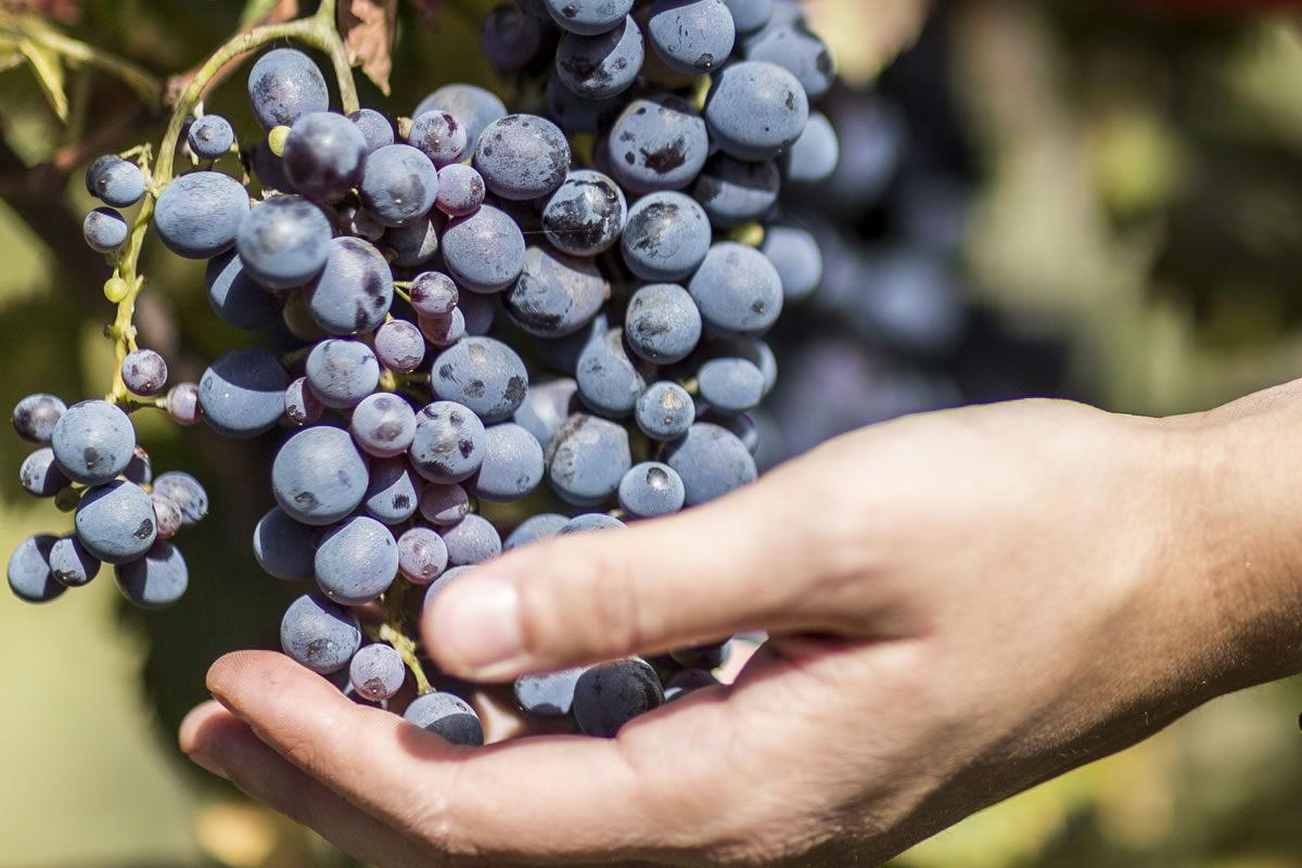 Grappolo di uva nera matura, mano che la raccoglie. Vigneto, vendemmia, frutti, natura, agricoltura, raccolta.